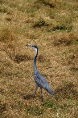 Güneşli bir günde çimlerin üzerinde yürüyen siyah başlı balıkçıl. Geçmişi bulanık.