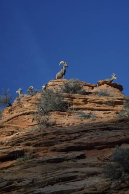 Zion Nationsl Parkı 'ndaki bir uçurumun tepesindeki dağ mantolarının dikey görüntüsü.
