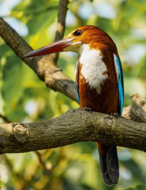 Beyaz Göbekli Kingfisher 'ın (Corythornis leucogaster) ağaç dalında dinlenirken dikey çekimi