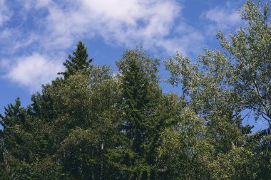Yaz sonlarında, Norveç 'in Toten şehrinde, parlak gökyüzüne karşı yumuşak bir ağaç yaprağı.