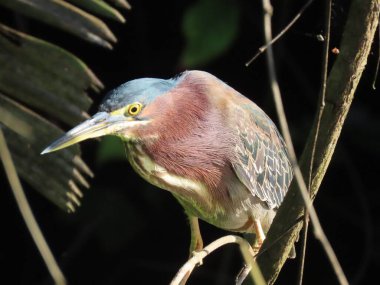 Yeşil balıkçıl balığının yakın çekimi.