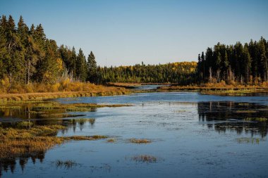 Prens Albert Ulusal Parkı, Saskatchewan 'daki gölün kıyısındaki gür sonbahar ağaçları.