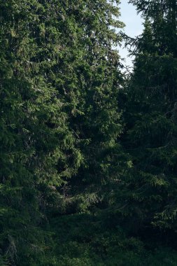 Norveç 'in Oppland kentindeki Tjuvaasen' de sık ve yeşil bir ormanın dikey hali.