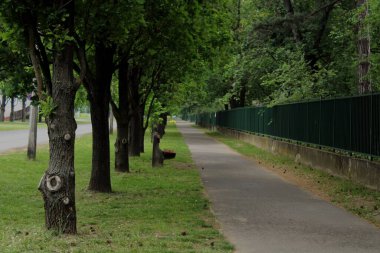 Yeşil bir parktaki patika boyunca ahşap bankların güzel bir görüntüsü.