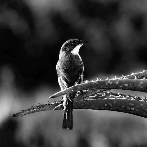Primer Plano Escala Grises Lindo Kingfisher Con Capucha Marrón Planta —  Fotos de Stock