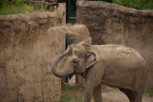Elefante Pulverizando Areia Com Seu Tronco Zoológico — Fotografia de Stock