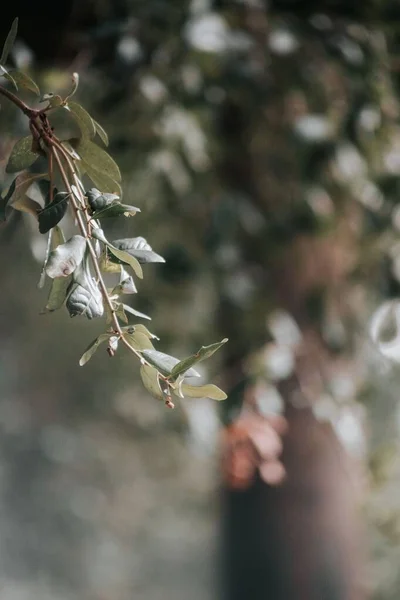 Eine Vertikale Aufnahme Eines Astes Mit Grünen Blättern — Stockfoto
