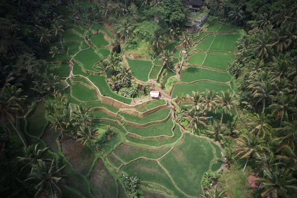 Une Vue Aérienne Des Terrasses Vertes Riz Tegalalang Bali Indonésie — Photo