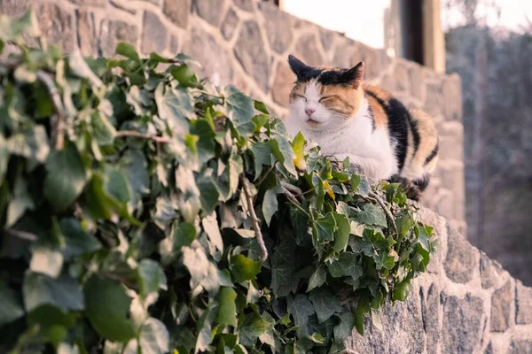 A closeup of a cute cat sleeping on a wall covered in ivy leaves under the sunlight