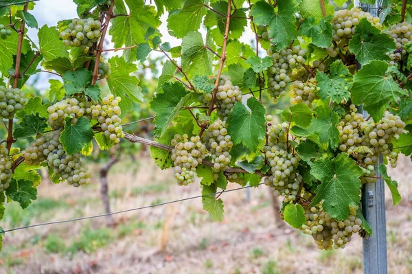 View Bunches Green Grapes Hanging Plant Vineyard — Stock Photo, Image