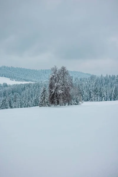 Karla Kaplı Donmuş Ağaçların Dikey Görüntüsü Bulutlu Bir Gökyüzünün Altındaki — Stok fotoğraf
