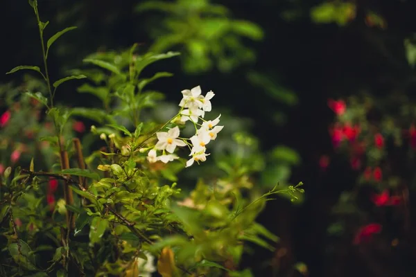 Eine Nahaufnahme Der Weißen Blumen Garten — Stockfoto