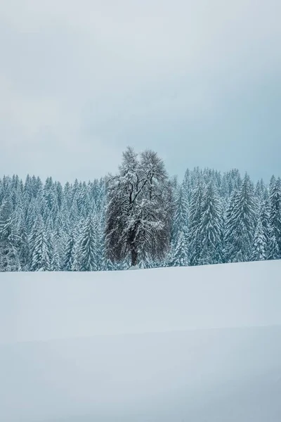 Karla Kaplı Donmuş Ağaçların Dikey Görüntüsü Bulutlu Bir Gökyüzünün Altındaki — Stok fotoğraf