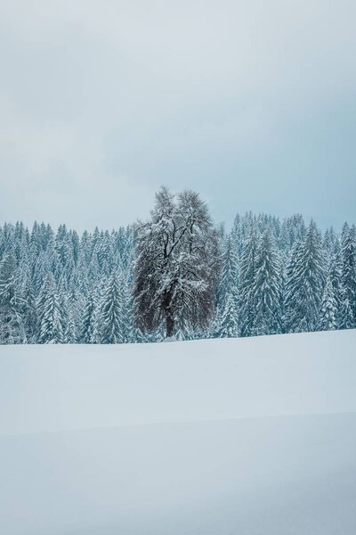 A vertical shot of frozen trees covered in snow in snowy white mountains under a cloudy sky