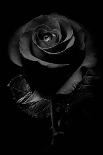 A scenic grayscale view of a black rose- perfect for background and wallpaper use