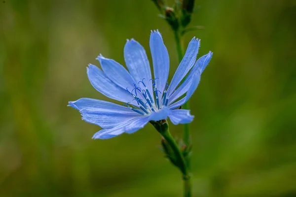 Selective Focus Chicory Flower — Stock Photo, Image