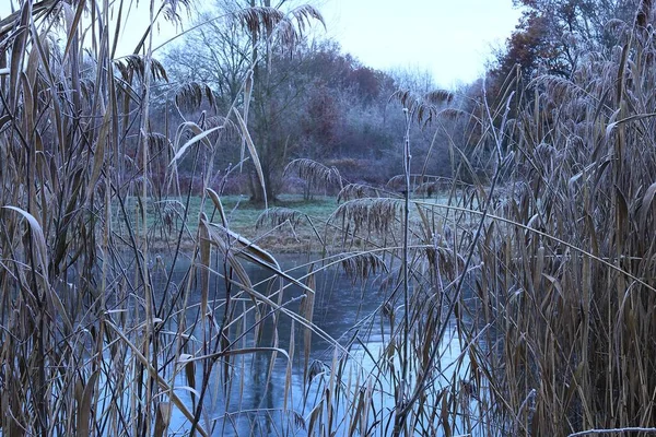 Gros Plan Roseaux Recouverts Givre Près Lac Dans Une Forêt — Photo