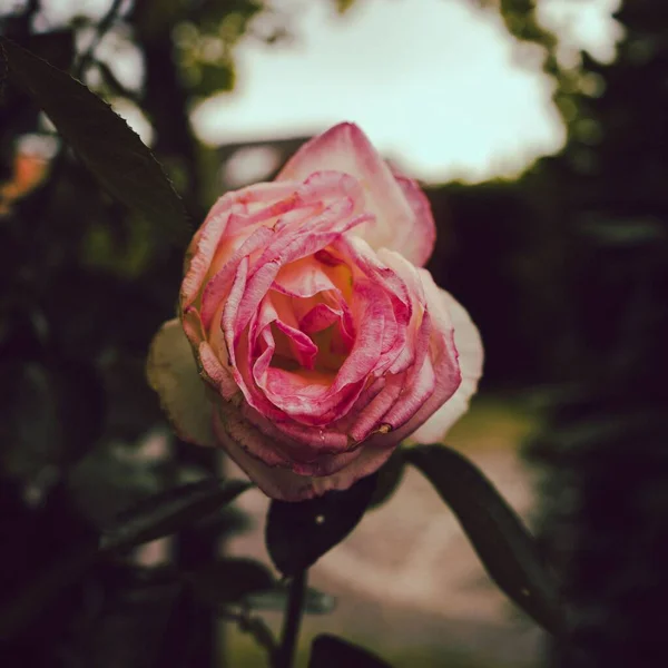 Närbild Vacker Rosa Ros Blomma Trädgård — Stockfoto