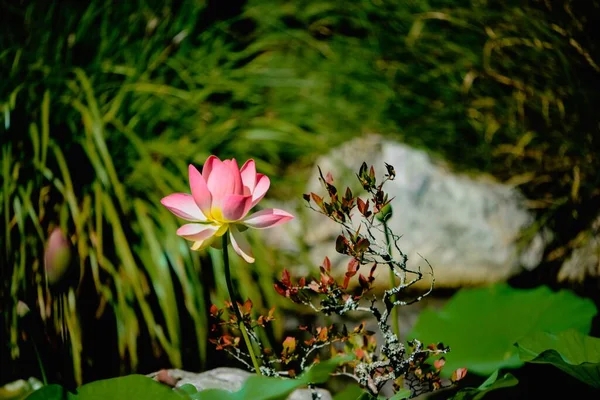 Sekély Fókusz Carolina Queen Lotus Virág Zöld Levelek Elmosódott Háttér — Stock Fotó