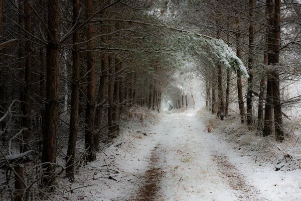 Kaunis Kuva Kävelevästä Polusta Keskellä Metsää Talvella — kuvapankkivalokuva