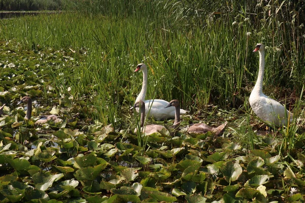 Вид Красивую Семью Лебедей Озере Растениями — стоковое фото