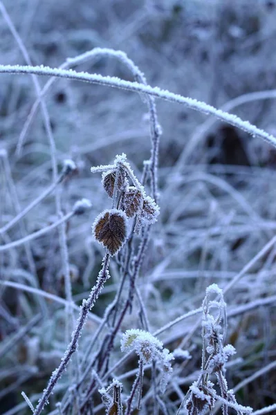 Pionowe Ujęcie Lin Pokrytych Mrozem Zimowym Lesie — Zdjęcie stockowe