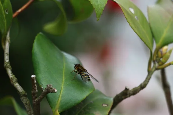 Μακροσκοπικό Πλάνο Ενός Syrphus Ένα Πράσινο Φύλλο Εξωτερικούς Χώρους — Φωτογραφία Αρχείου