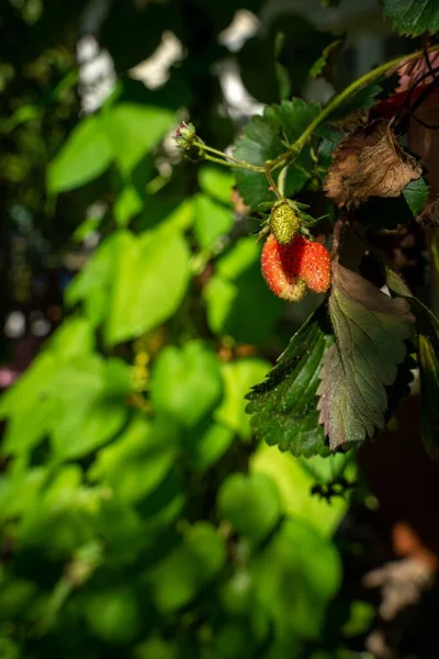 Die Vertikale Nahaufnahme Von Erdbeeren Die Grünen Wachsen — Stockfoto