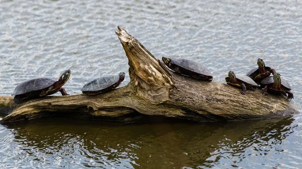 Die Schildkröten Auf Einem Baumstamm Auf Einem See — Stockfoto