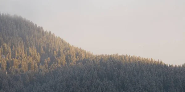 Uma Bela Vista Uma Montanha Com Abetos Dia Nebuloso Inverno — Fotografia de Stock
