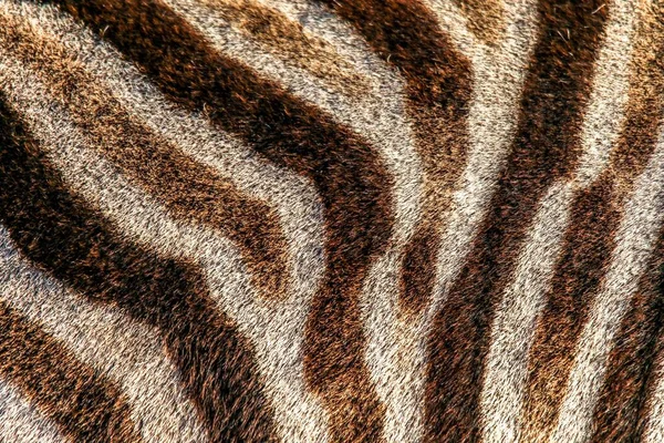 Primo Piano Una Pelle Zebra Perfetto Sfondo — Foto Stock