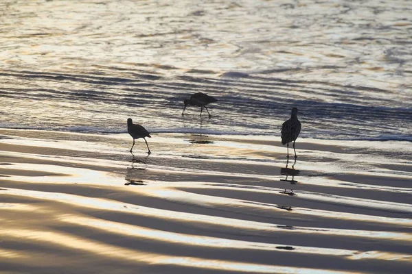 Primer Plano Curlews Caminando Una Playa Arena Mojada — Foto de Stock