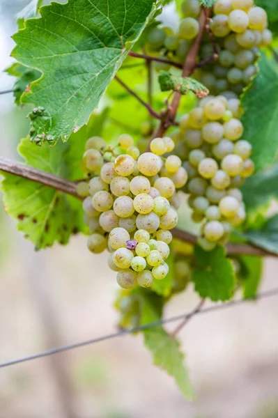 Pionowy Widok Kiści Zielonych Winogron Wiszących Winnicy — Zdjęcie stockowe