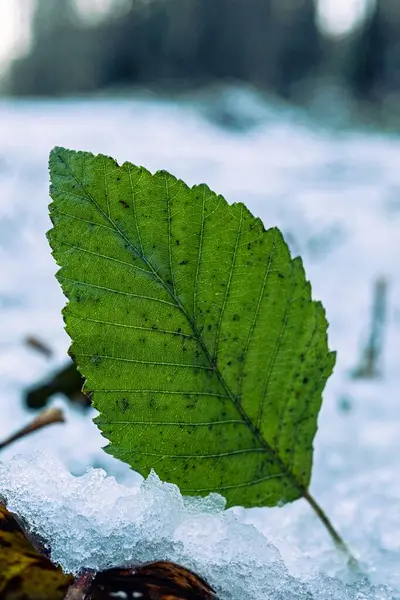 Вертикальный Селективный Снимок Зеленого Листа Упавшего Снежную Землю — стоковое фото
