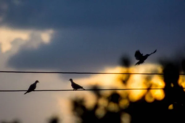 Μια Θέα Των Πουλιών Στα Καλώδια Βράδυ — Φωτογραφία Αρχείου