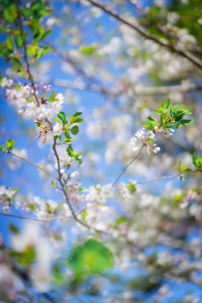 Selektiv Fokus Ett Träd Kvist Med Blommande Vita Blommor Mot — Stockfoto