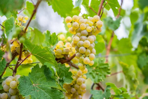 Close View Bunches Green Grapes Hanging Plant Vineyard — Stock Photo, Image