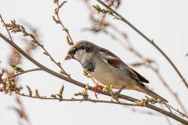 Selective Focus Shot House Sparrow Perched Branch — Stock Photo, Image