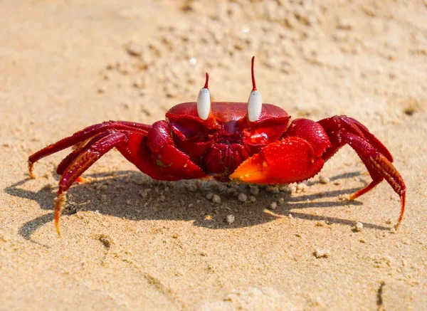 Close Shot Red Earth Crab Sandy Beach — Stock Photo, Image