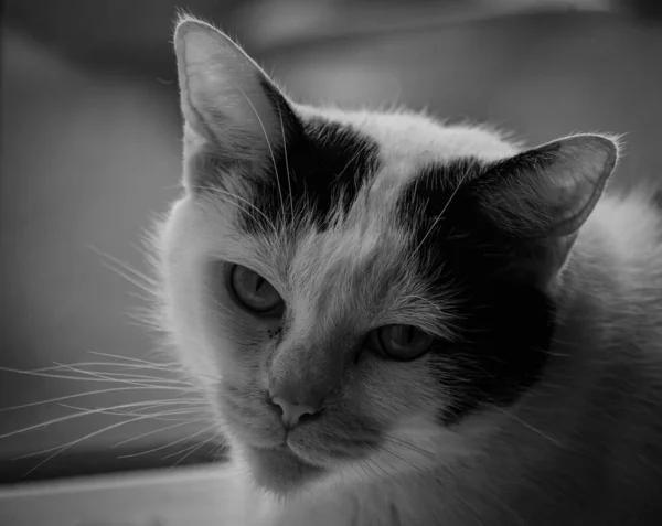 Grayscale Shot Cat — Stock Photo, Image