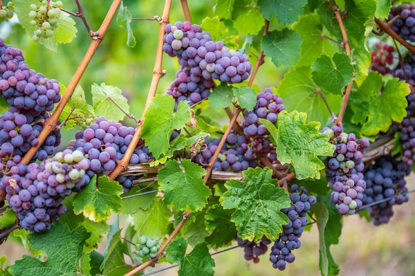 Крупный План Пучков Фиолетового Винограда Свисающих Растения Винограднике — стоковое фото