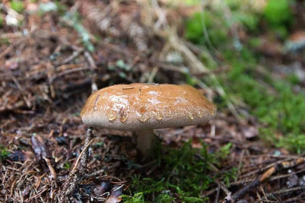 Ein Pilz Wald Mit Wassertropfen — Stockfoto