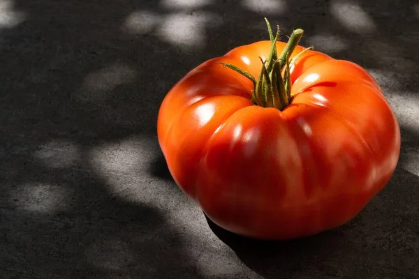 Een Oppere Bezichtiging Van Een Tomaat Een Grijze Achtergrond Zonlicht — Stockfoto
