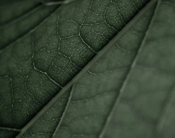 葉脈のある緑の葉のクローズアップ — ストック写真