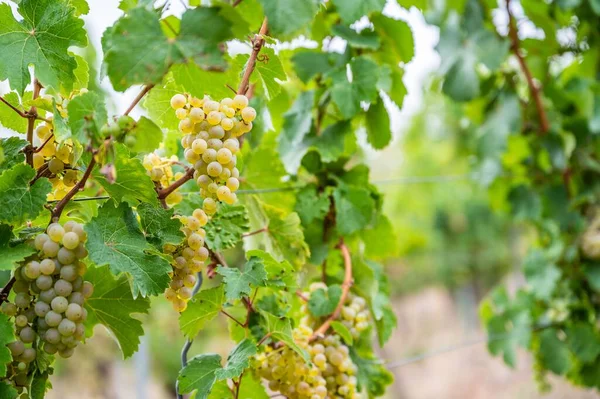 Close View Bunches Green Grapes Hanging Plant Vineyard — Stock Photo, Image