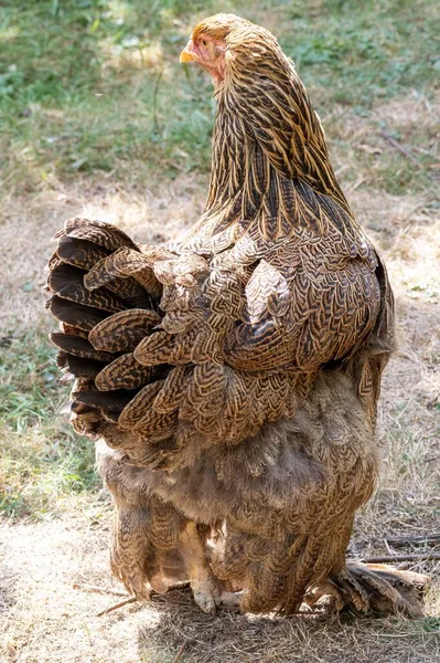 Egy Függőleges Közelkép Egy Brahma Csirkéről Aki Hátulról Egy Kertben — Stock Fotó