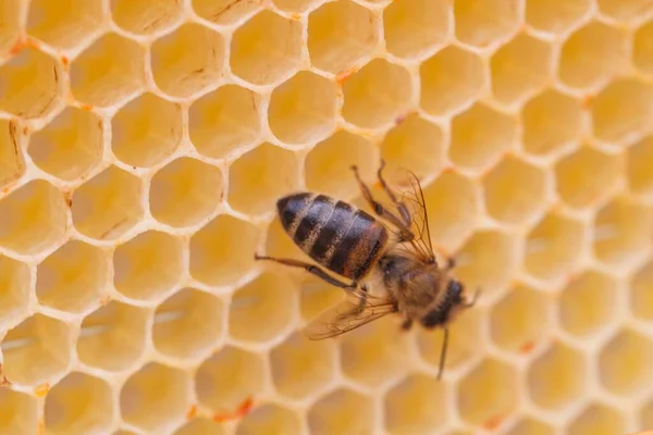 Крупным Планом Пчелы Сотах — стоковое фото