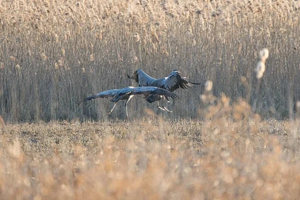 A pair of common cranes flap their wings in a field with tall grass