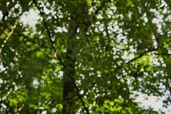 Ένα Κοντινό Πλάνο Μιας Αράχνης Που Κρέμεται Στον Ιστό Της — Φωτογραφία Αρχείου
