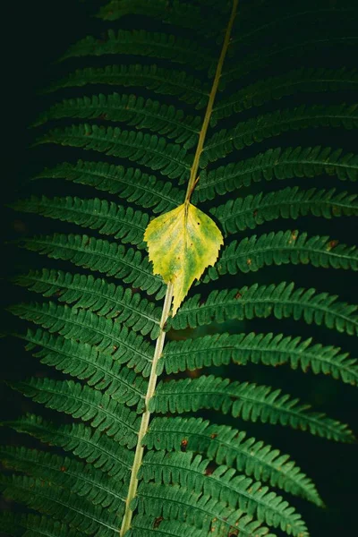蕨类植物上的一片黄色的小叶的垂直面 在深色的背景上隔离着一种结实的蕨类植物 — 图库照片